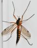 Ctenophora pectinicornis